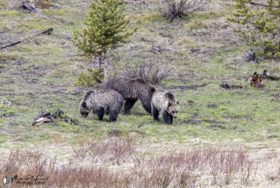 Obsidian with Cubs Yellowstone May 2025